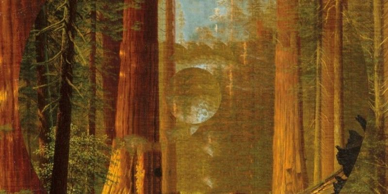 Per la Giornata degli alberi, i consigli di lettura della Biblioteca del CDH