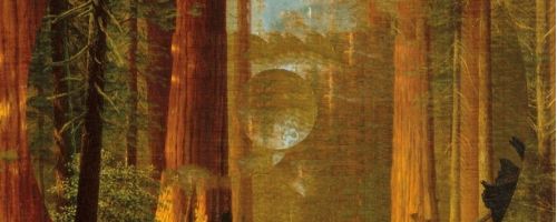 Per la Giornata degli alberi, i consigli di lettura della Biblioteca del CDH